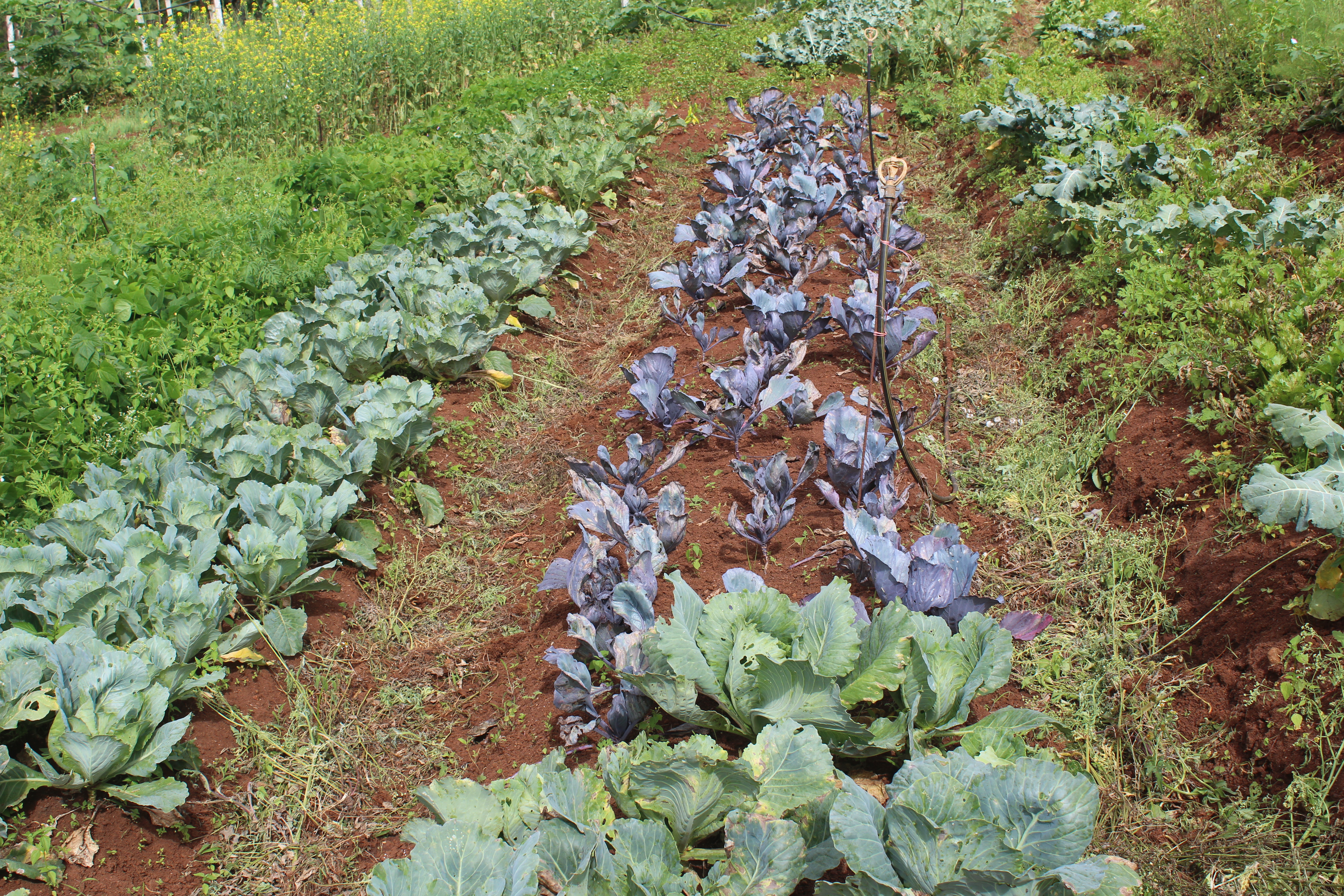 organic farming