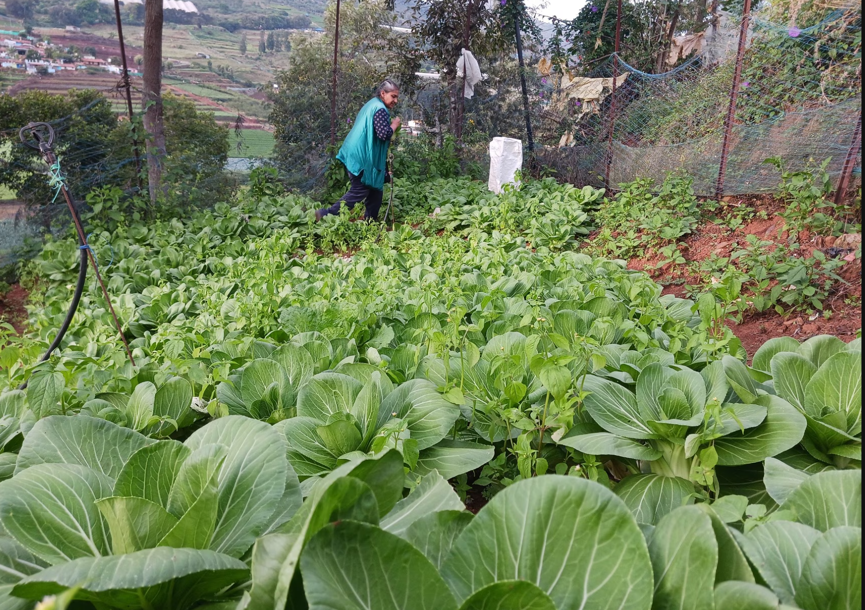 farm veggies