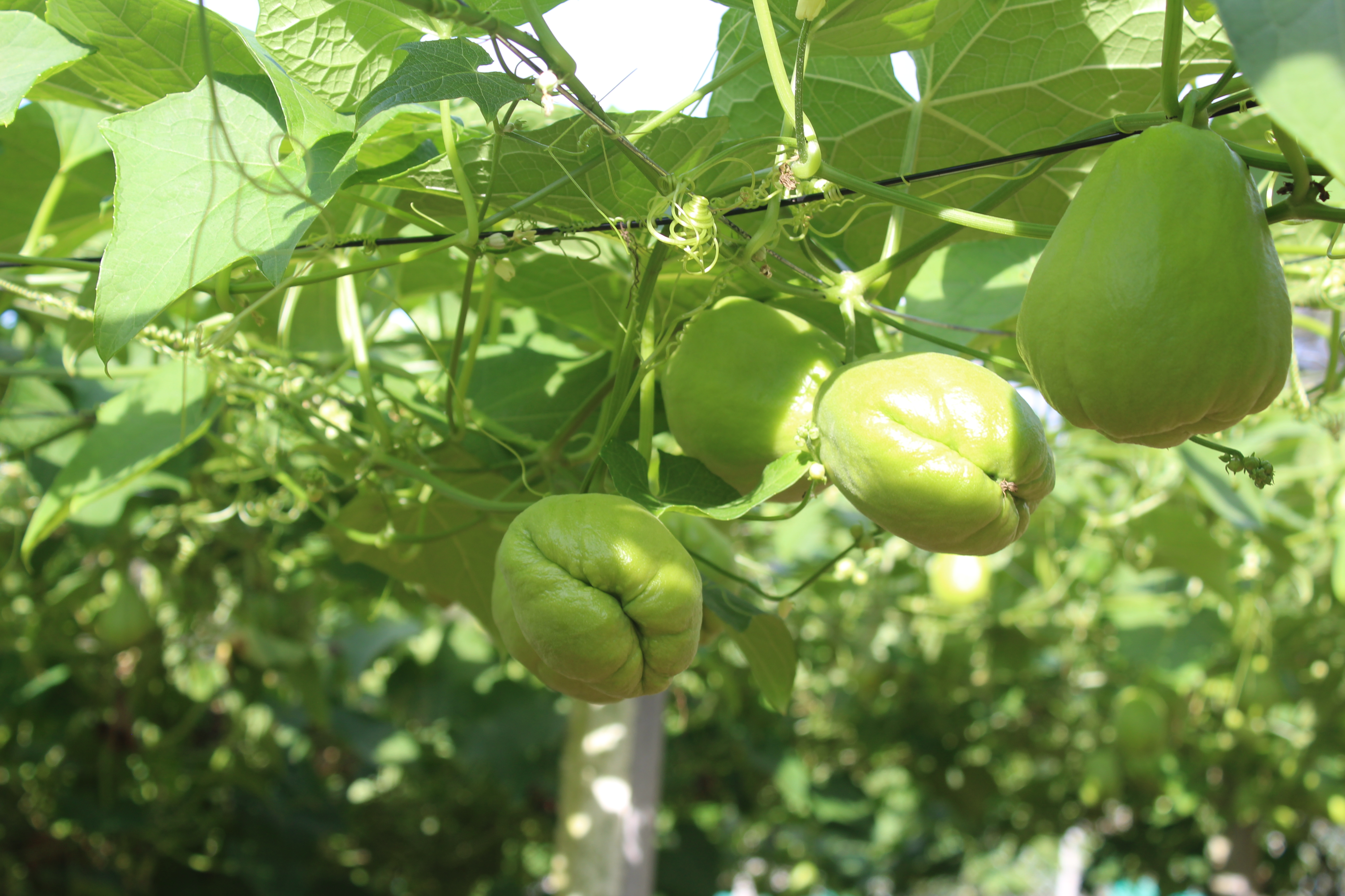 Native Vegetables